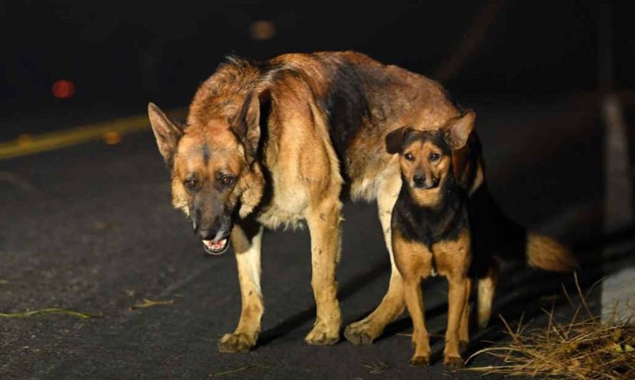 En Ancud rescatan mascotas de los incendios forestales