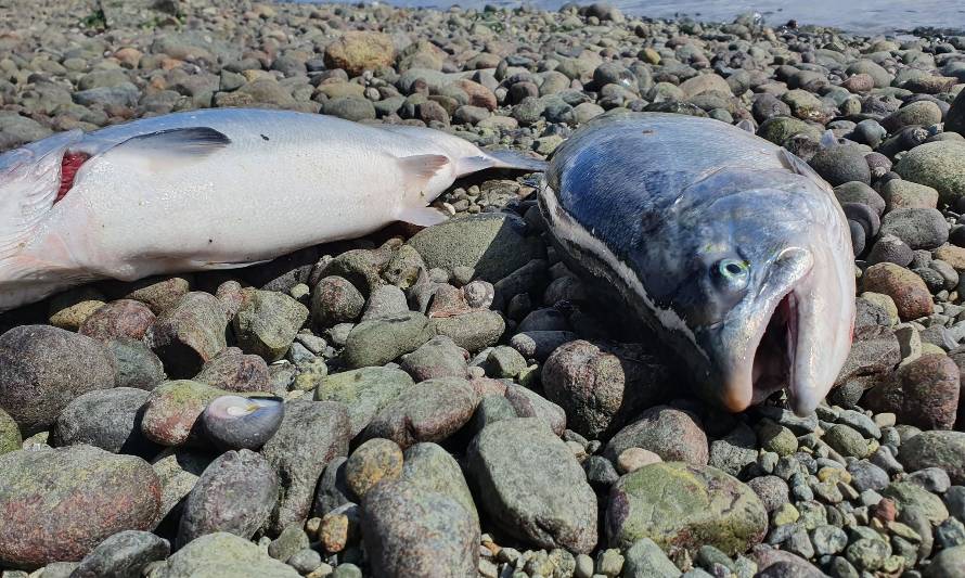 Nuevo escape de salmones en la región de Los Lagos