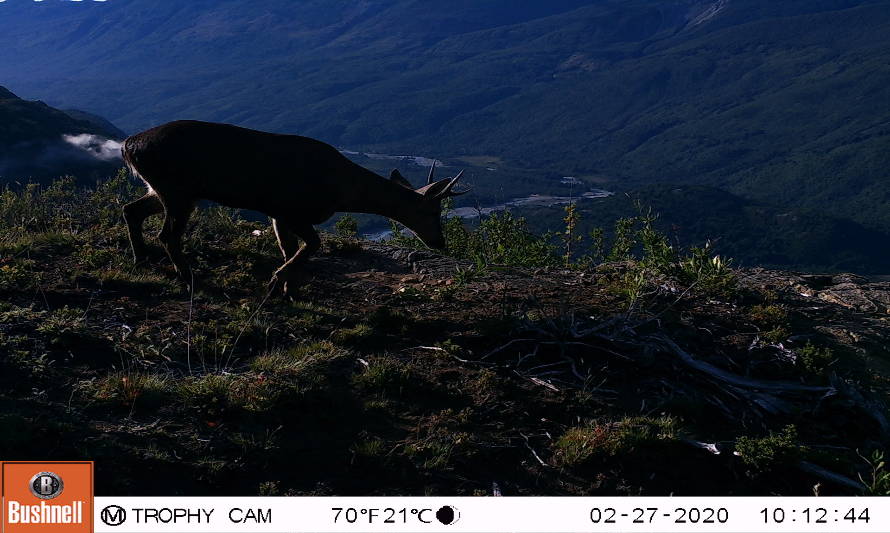 Detectan presencia de huemules en cuenca del río Puelo