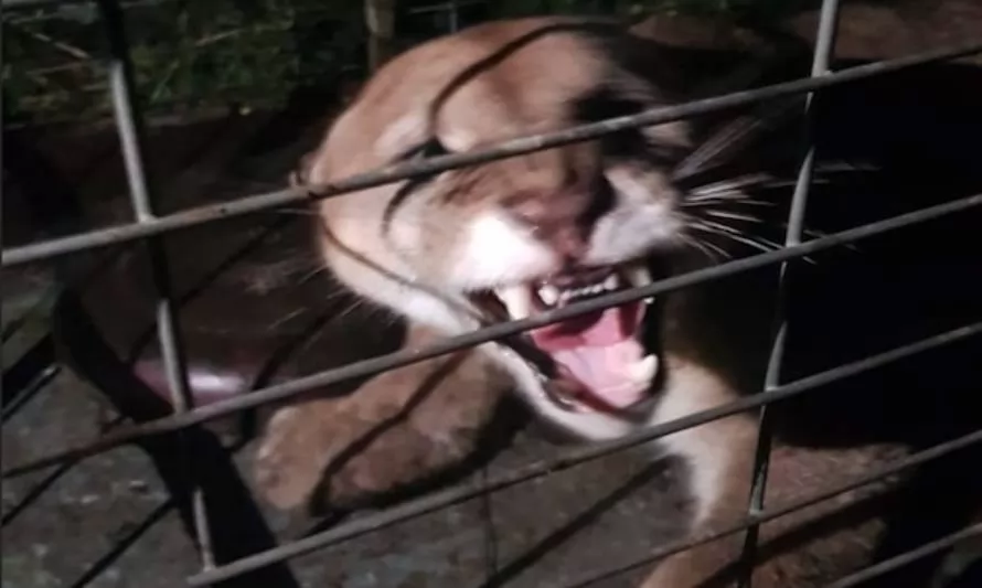 Logran recapturar a Simba, el puma que había escapado de un parque aviar de Puerto Montt