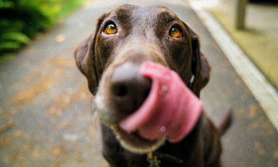 Los 6 alimentos más tóxicos para nuestras mascotas en Fiestas Patrias