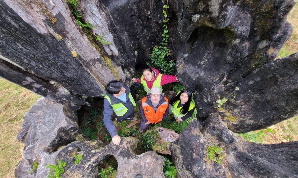Profesionales y estudiantes de Ingeniería Forestal recolectaron datos en Reserva natural Vodudahue