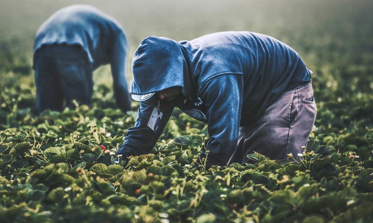 Impactos de las nuevas normativas laborales y su aplicación en el sector agrofrutícola