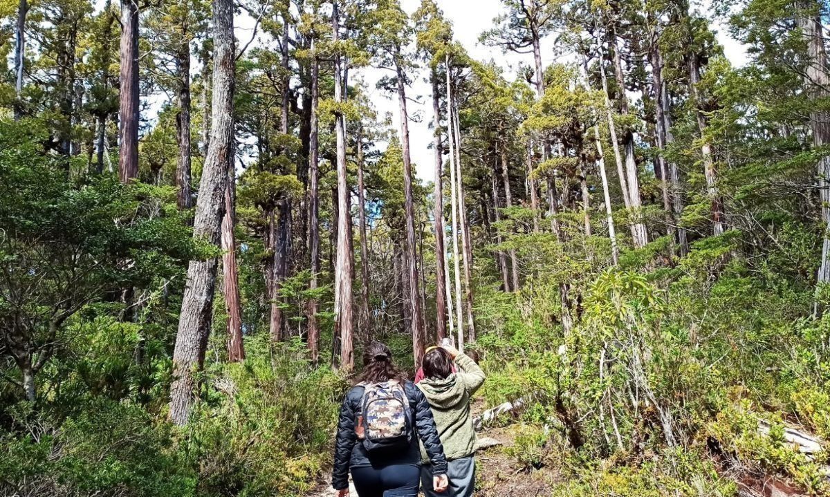 Baños de bosque y sonoterapia en la Cuenca del Lago Ranco: los efectos terapéuticos del contacto con la naturaleza