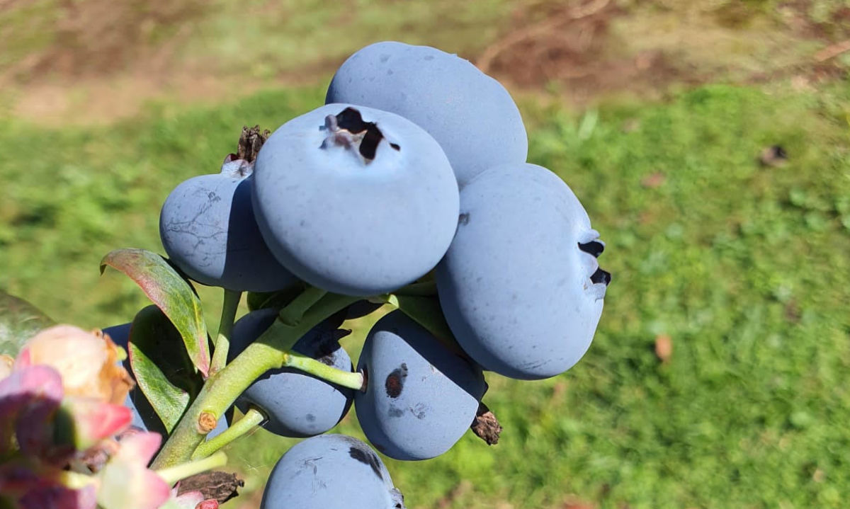 Chile: Conoce cuánto fue el volúmen de arándanos exportados de cada región productora