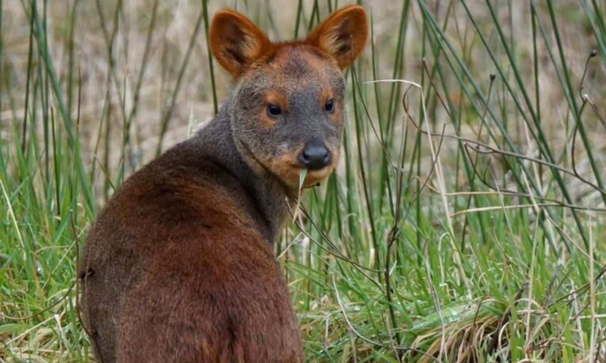 Concurso extraordinario entregará recursos enfocados en proteger al pudú en Chiloé