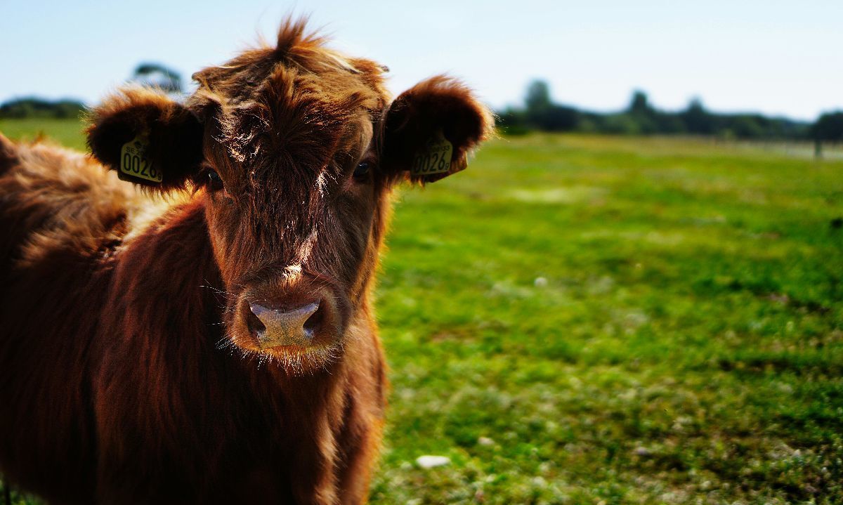 Producción de carne en Los Ríos y Los Lagos crece un 10% en julio, superando las 6.700 toneladas