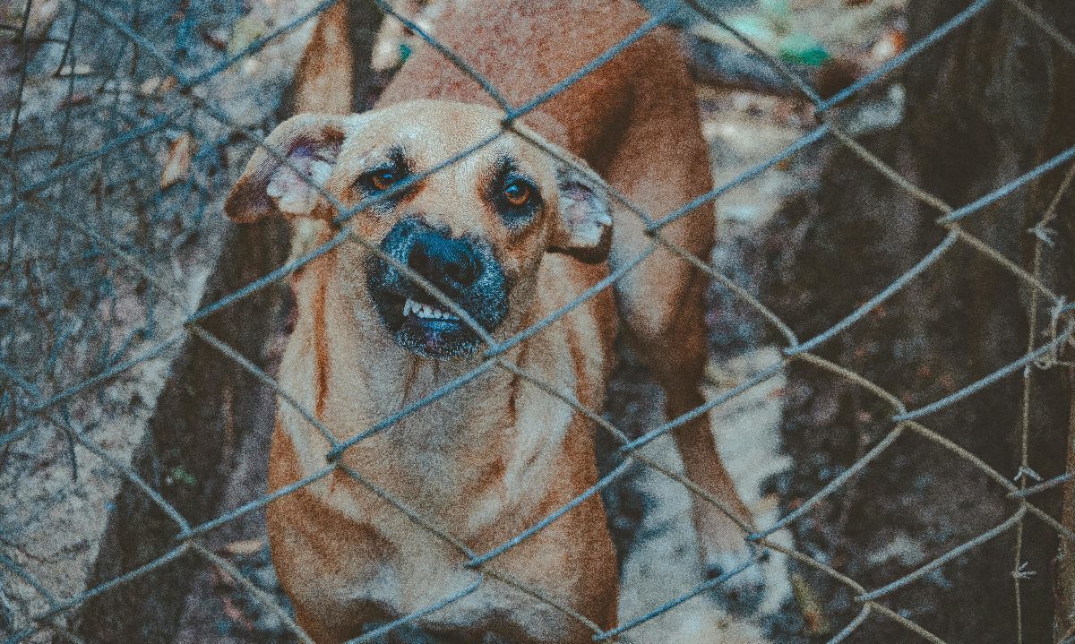 Día Mundial contra la Rabia: la importancia de la vacunación para proteger a mascotas y familias