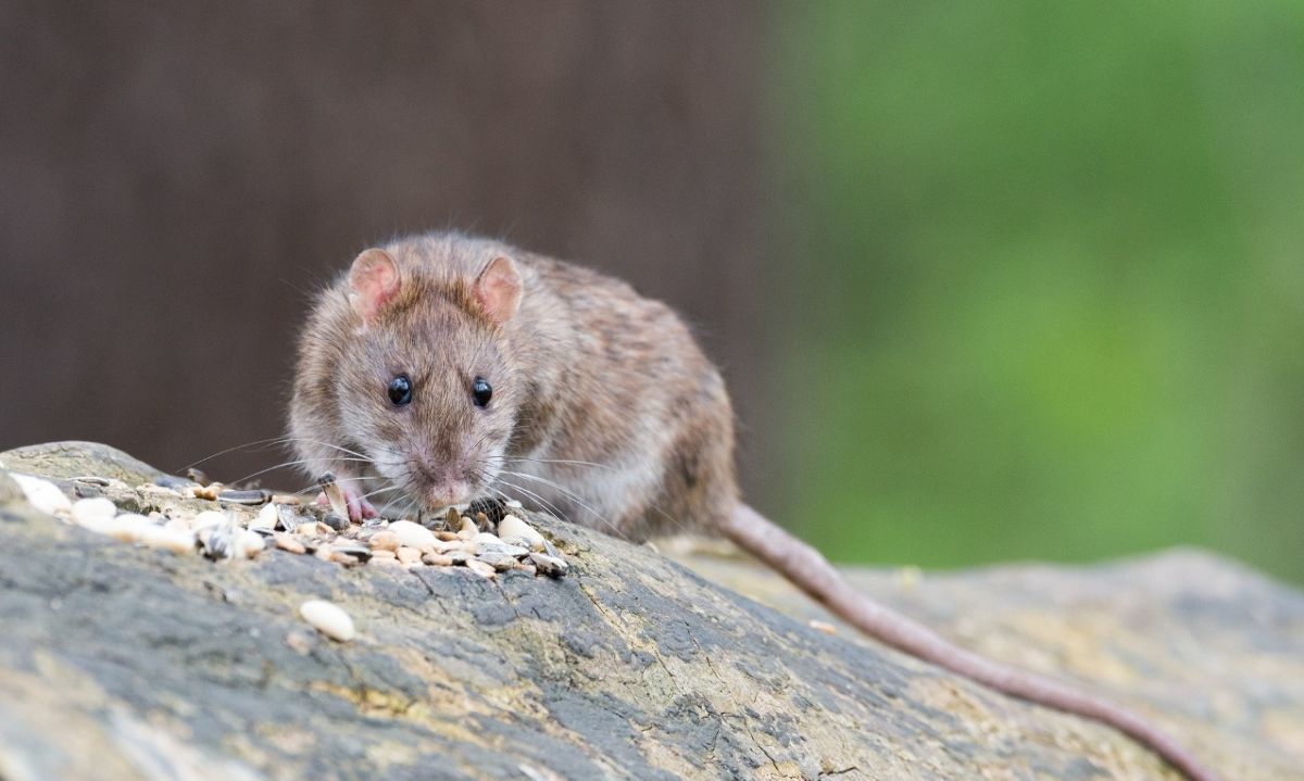 Hantavirus: Cómo identificar y prevenir el riesgo de contagio