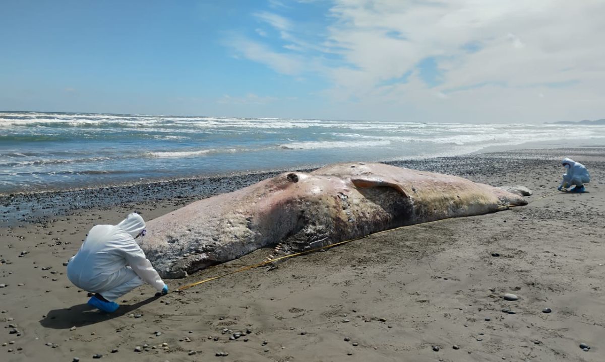 Cachalote varado en Chiloé será estudiado científicamente